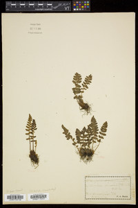 Woodsia ilvensis image