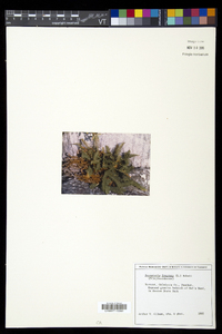 Dryopteris fragrans image