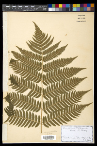 Dryopteris goldieana image