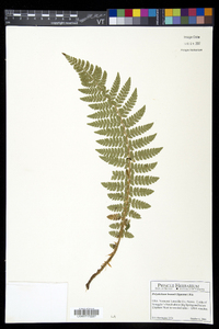 Polystichum braunii image