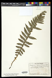 Polystichum braunii image