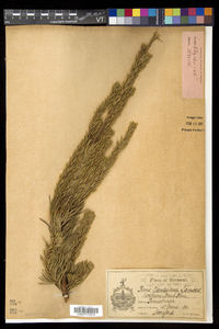 Pinus banksiana image