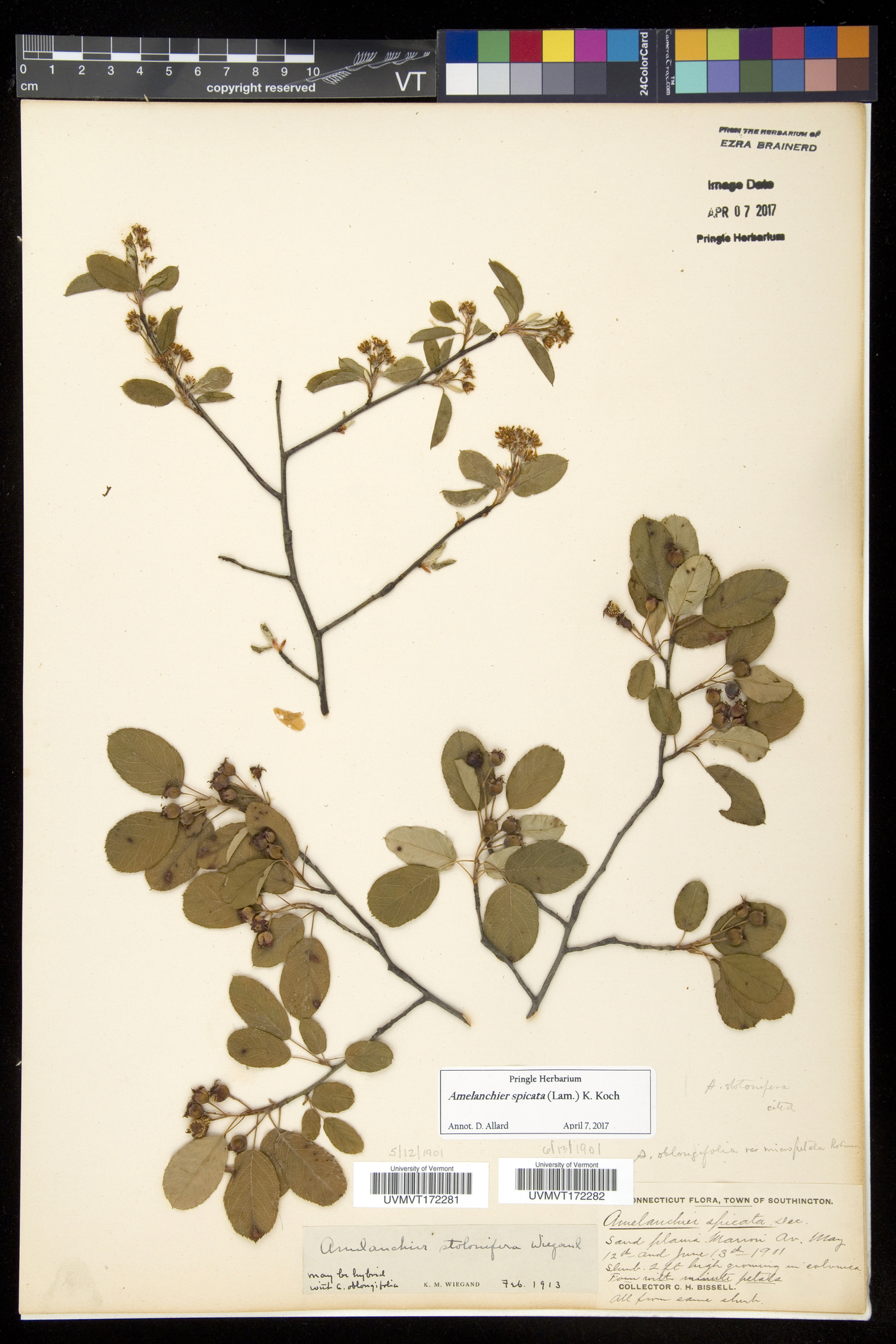 Amelanchier spicata image