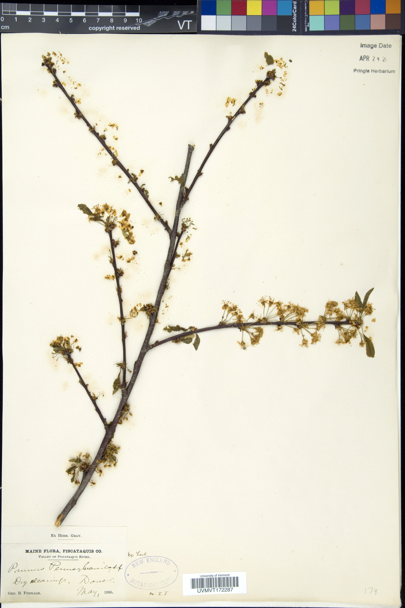 Prunus pensylvanica var. pensylvanica image