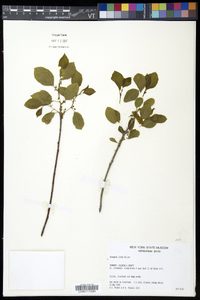 Frangula alnus image