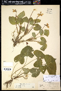 Viola communis image