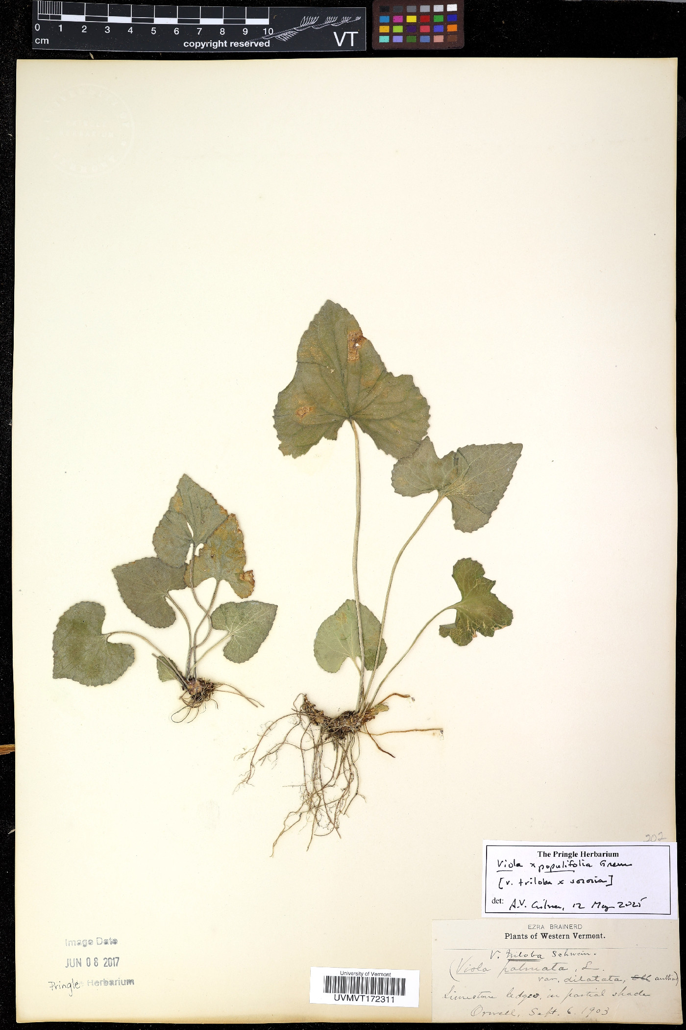 Viola × populifolia image