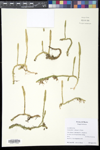 Lycopodiella x gilmanii image