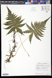 Thelypteris phegopteris image