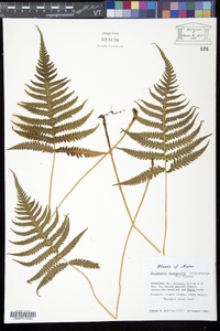 Thelypteris phegopteris image