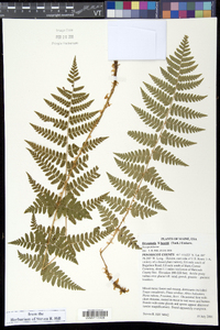 Dryopteris × boottii image