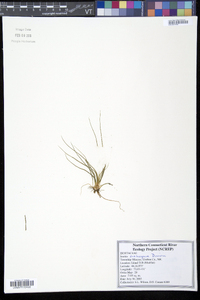 Isoëtes echinospora image