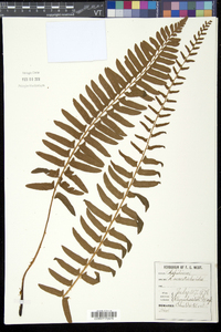 Aspidium acrostichoides image