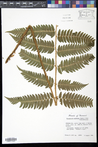 Dryopteris goldieana image