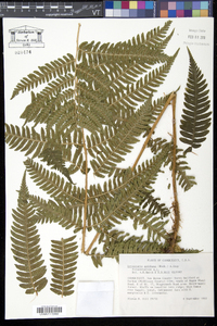 Dryopteris goldieana image