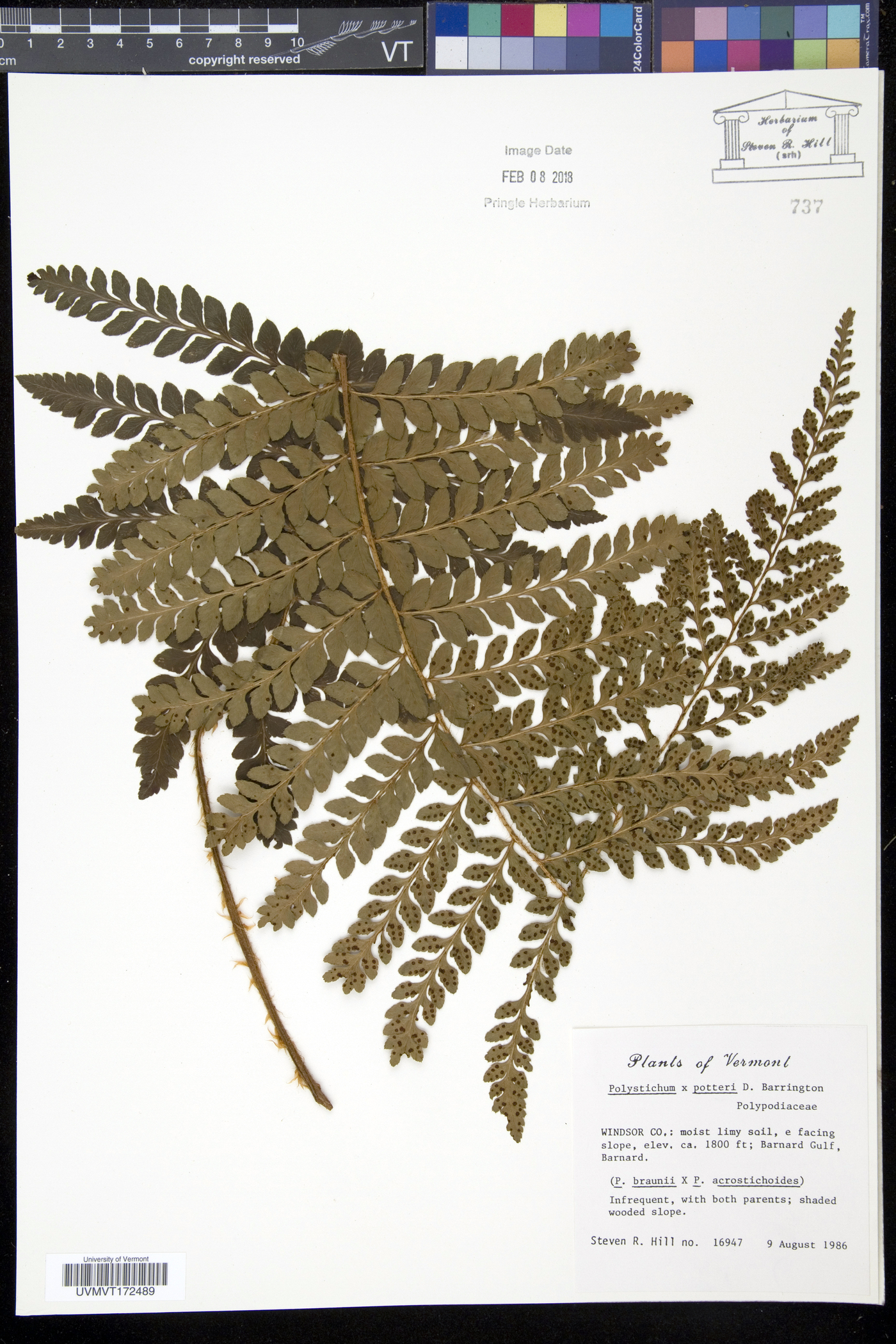 Polystichum x potteri image