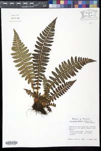 Polystichum braunii image