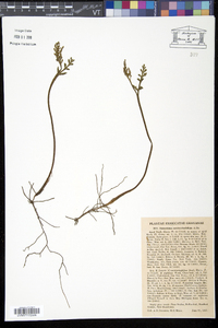 Botrychium matricariifolium image