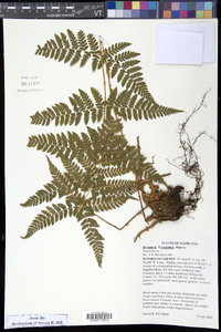 Dryopteris × triploidea image