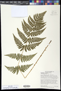 Dryopteris × triploidea image