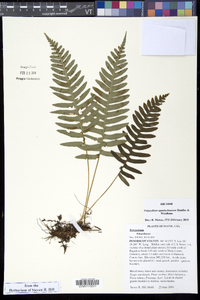 Polypodium appalachianum image