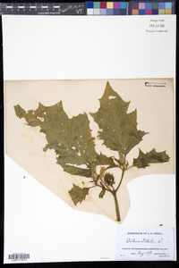 Datura stramonium image