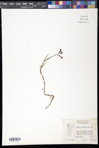 Linaria reticulata image