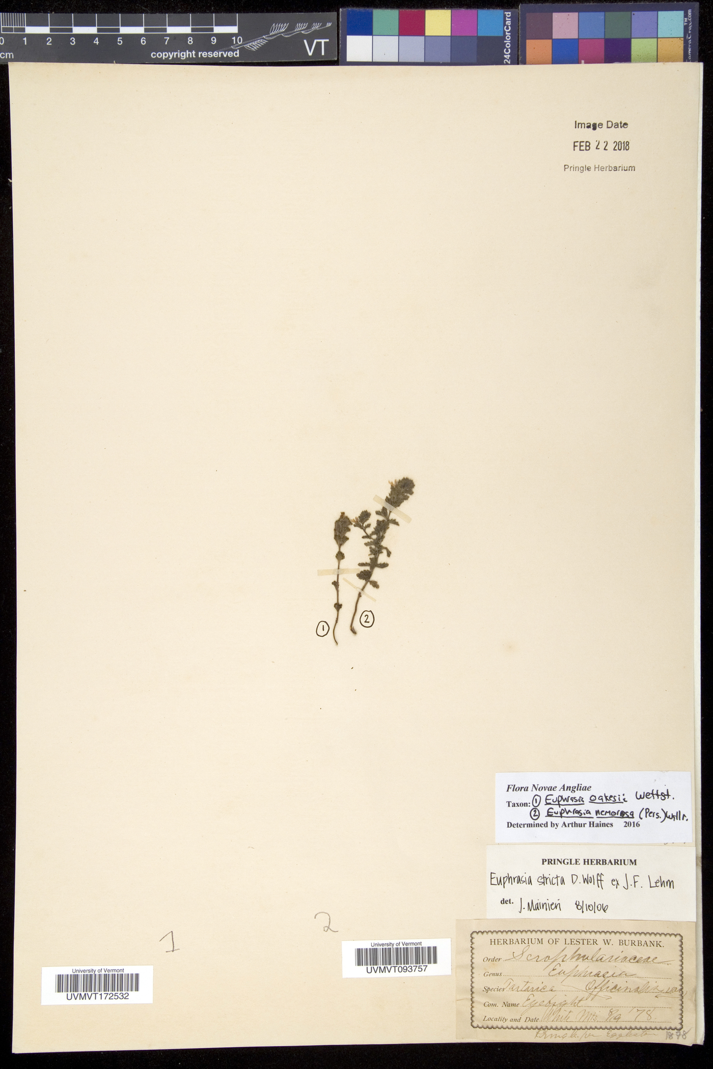 Euphrasia oakesii image