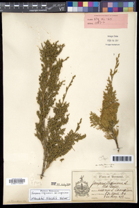 Juniperus virginiana var. virginiana image