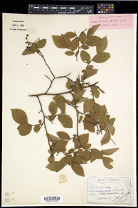 Vaccinium vacillans image