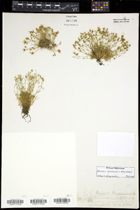 Mononeuria groenlandica image
