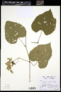 Vitis cinerea image