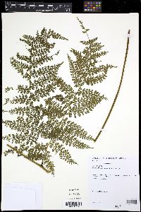 Diplazium myriomerum image