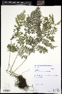 Diplazium myriomerum image