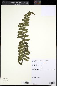 Diplazium seemannii image