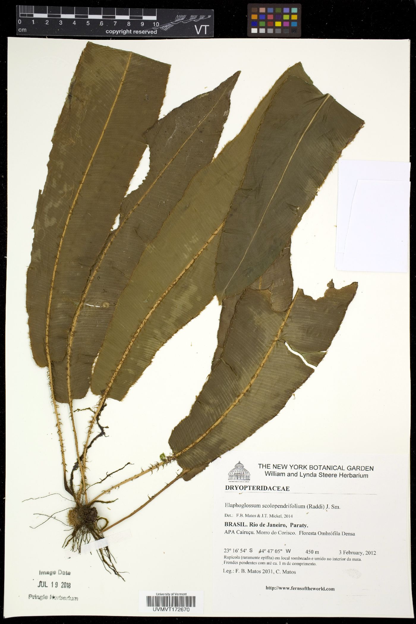 Elaphoglossum scolopendrifolium image