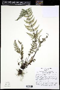 Media resource of Aleuritopteris grisea