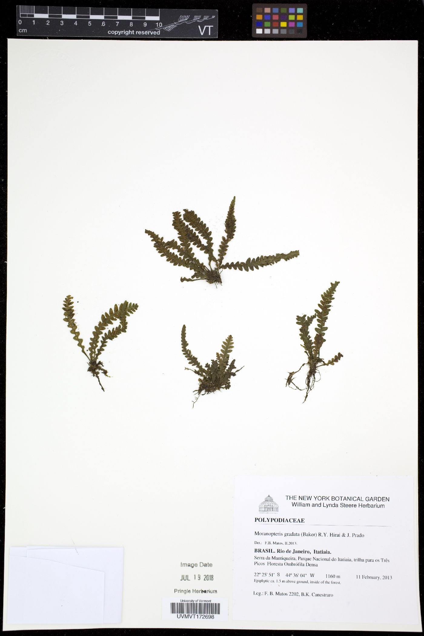 Moranopteris gradata image