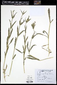 Silene conoidea image