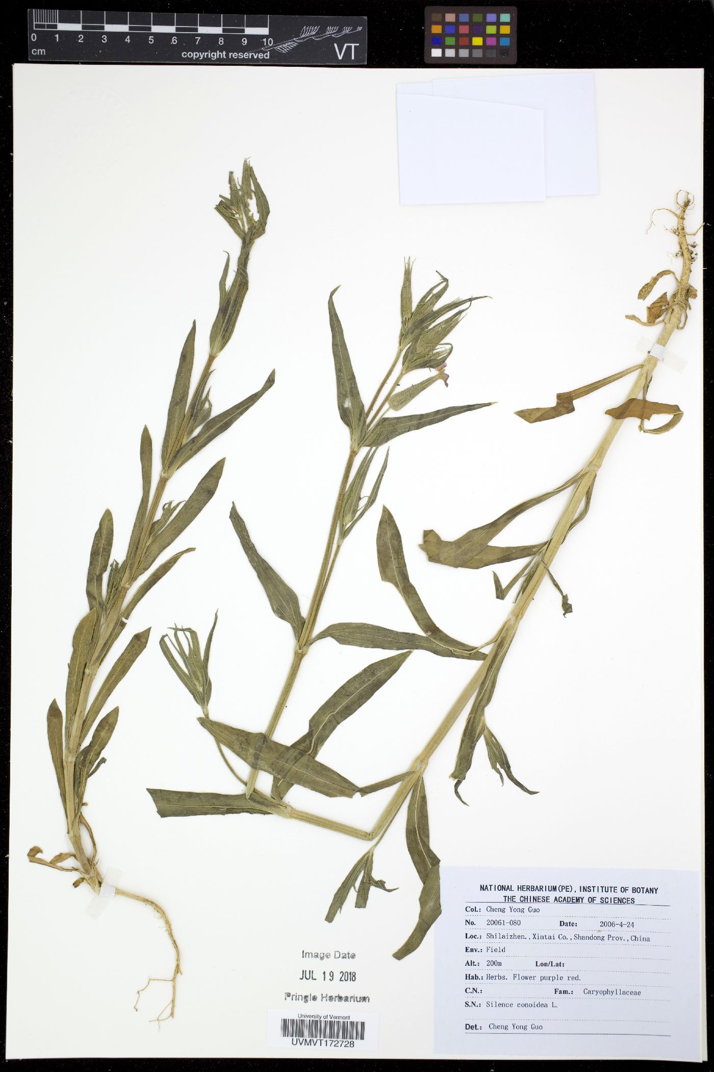 Silene conoidea image