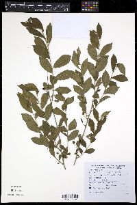 Media resource of Prunus glandulosa