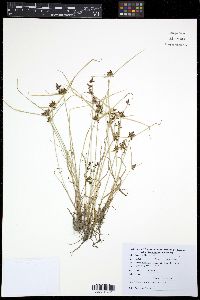 Cyperus cyperoides image