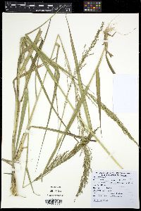 Media resource of Arundinella hirta