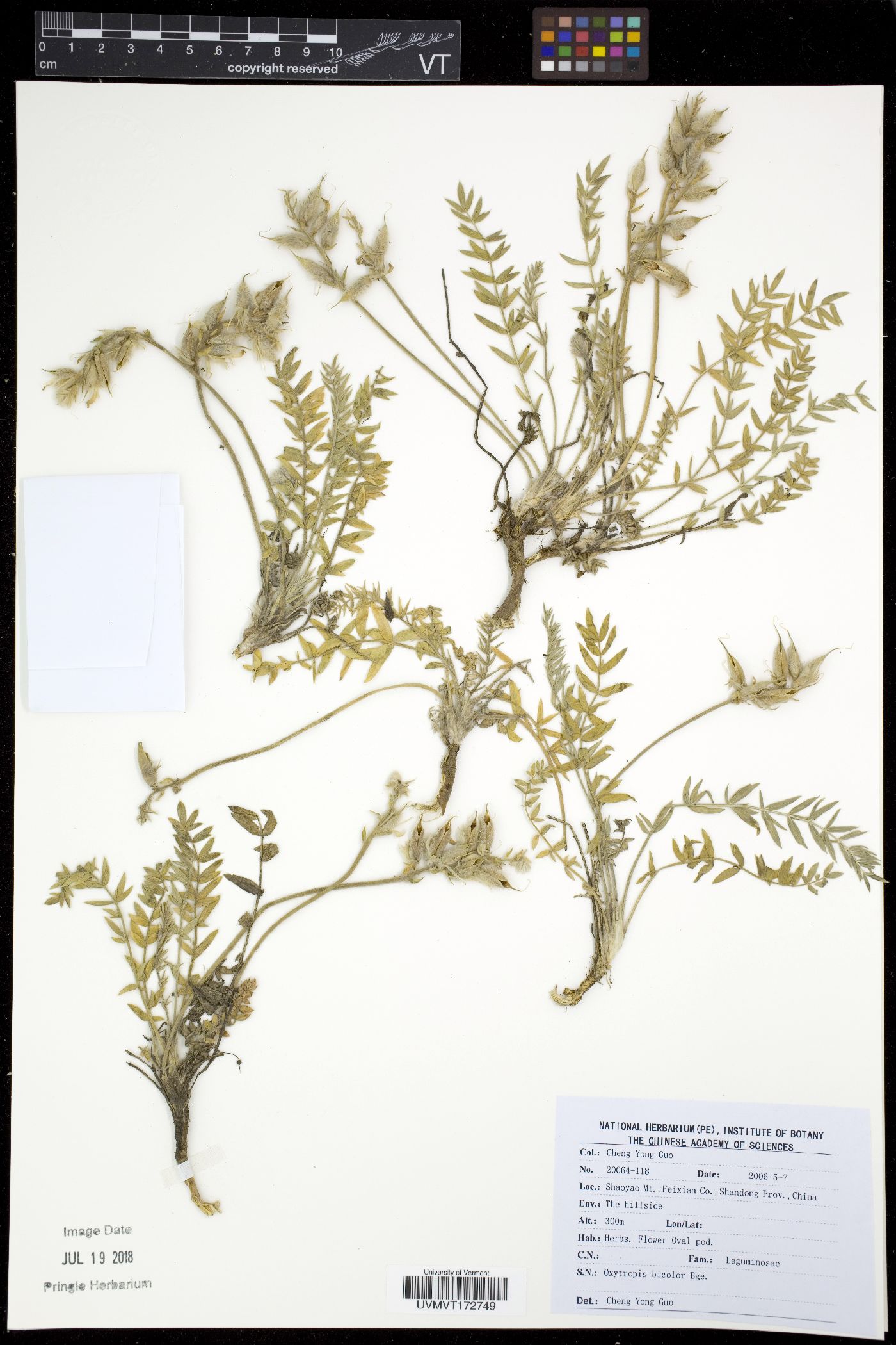 Oxytropis bicolor image
