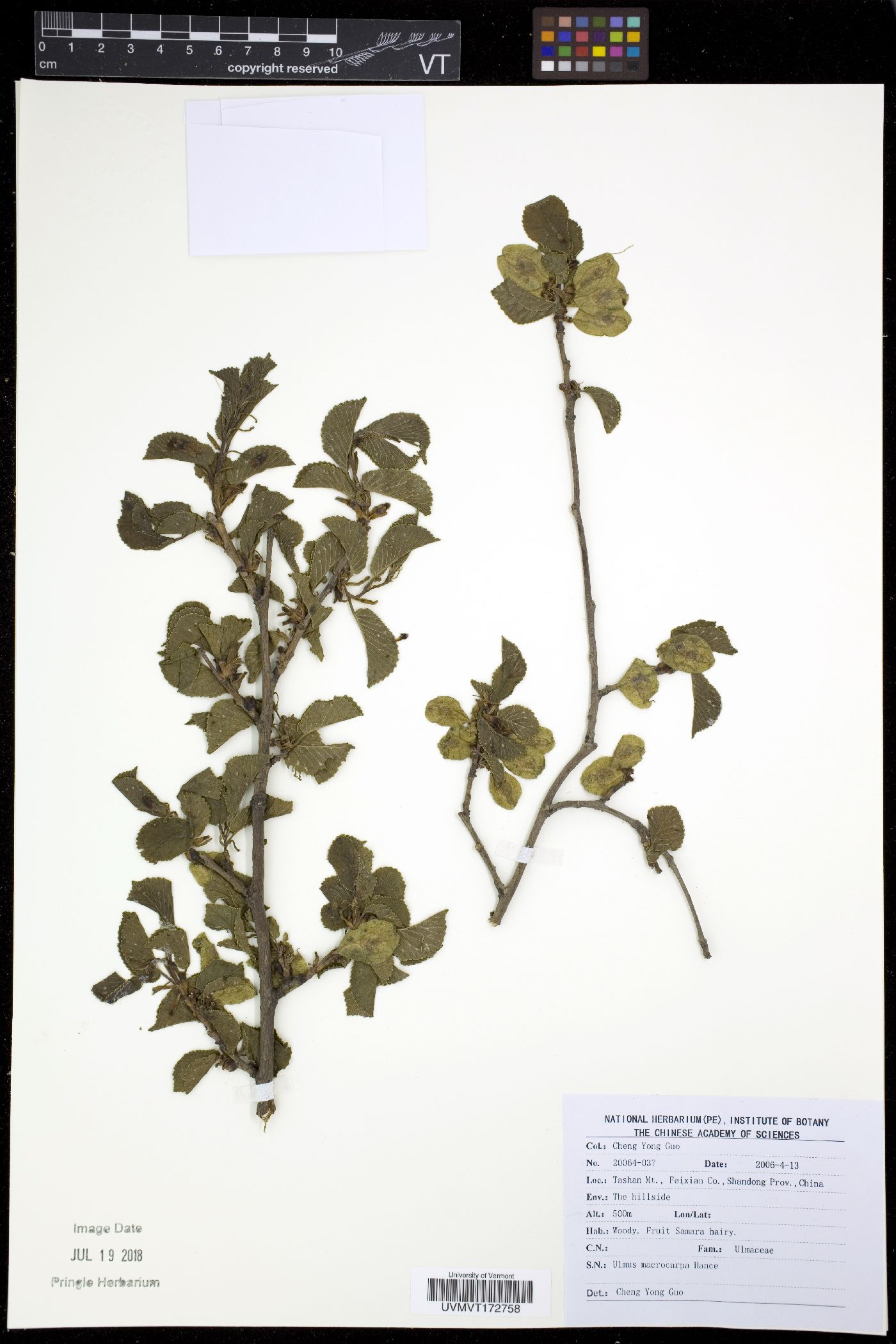 Ulmus macrocarpa image