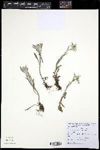 Media resource of Leontopodium junpeianum