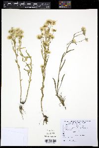 Media resource of Erigeron acer