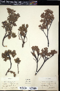 Vaccinium uliginosum image