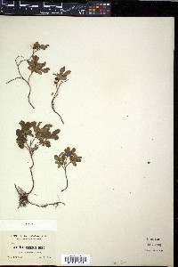 Vaccinium caespitosum image