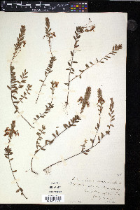 Vaccinium macrocarpon image